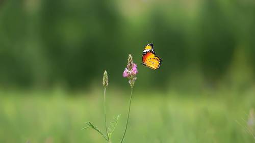 fly