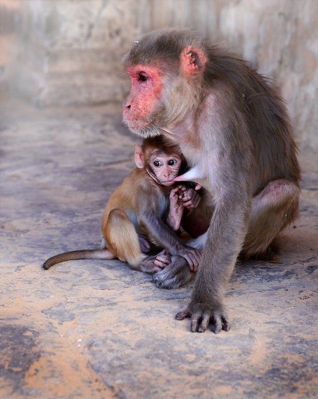 Macierzyństwophoto preview