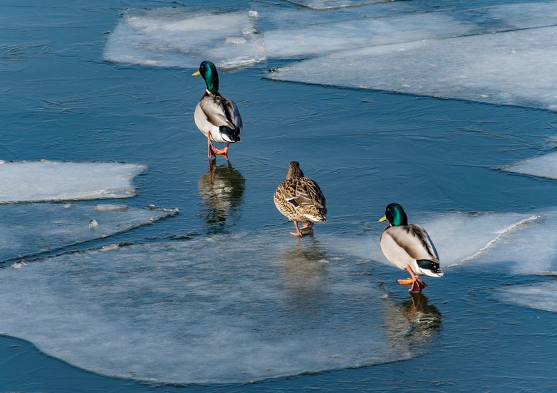 Этюды из прогулки по набережнойphoto preview