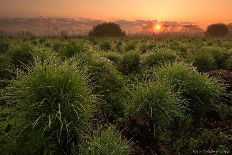 Ёжикиphoto preview