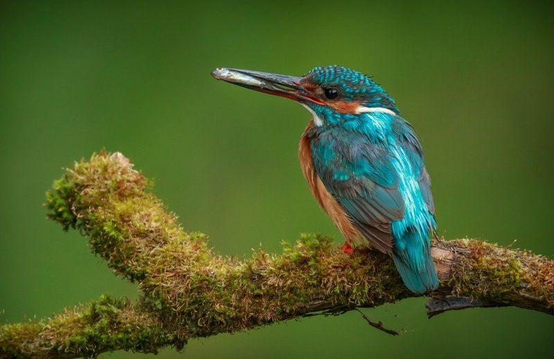 Kingfisher, Зимородок, Птица с рыбкой, Саров, Фотоохота, Экзотическая птица, Яркое оперение Когда семеро по лавкамphoto preview