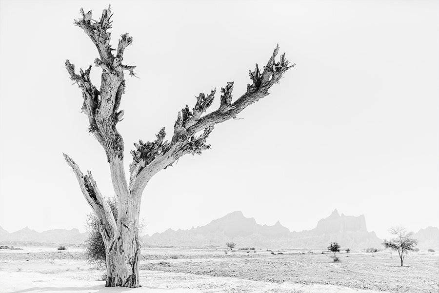 Свет снизу. Автор: Дмитрий Дубиковский иран, мекран. пакистан, пустыня, горы, сухое дерево, Дмитрий Дубиковский