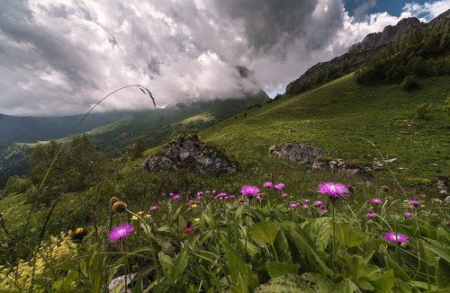 КОГДА В ГОРАХ ЦВЕТУТ ЦВЕТЫ