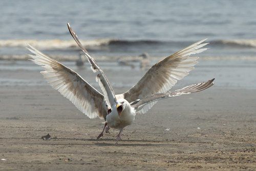 Салочки