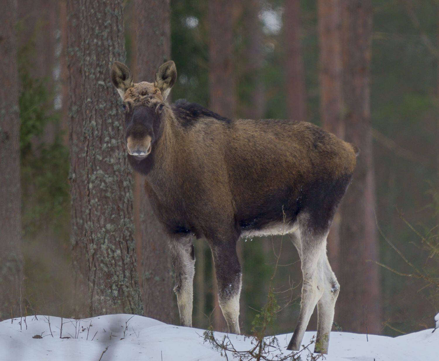 Автор: Кабанов Дмитрий , Кабанов Дмитрий