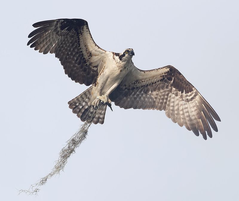 cкопа, osprey, florida, хищные птицы, wildlife Osprey - Скопа cо стройматериалом для гнездаphoto preview