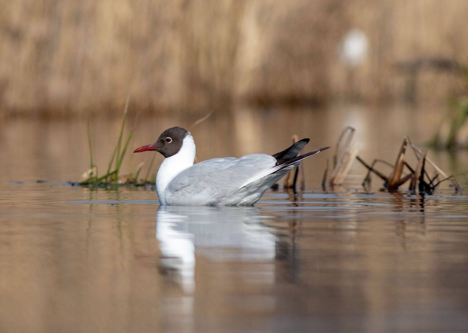 Озёрная чайка. Автор: Павел Краснослободцев птица, фотоохота, чайка, московскаяобласть, околоводные, Павел Краснослободцев