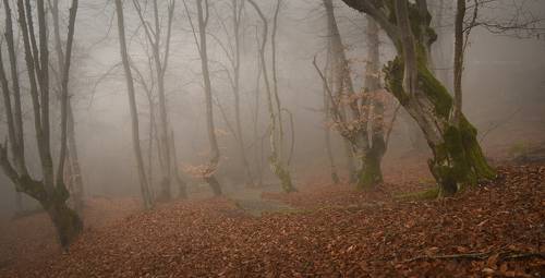 Туманный декабрь