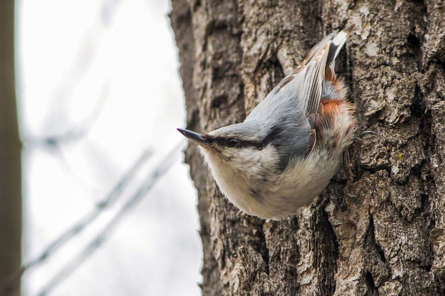Ямщик. Автор: КарОл поползень, КарОл