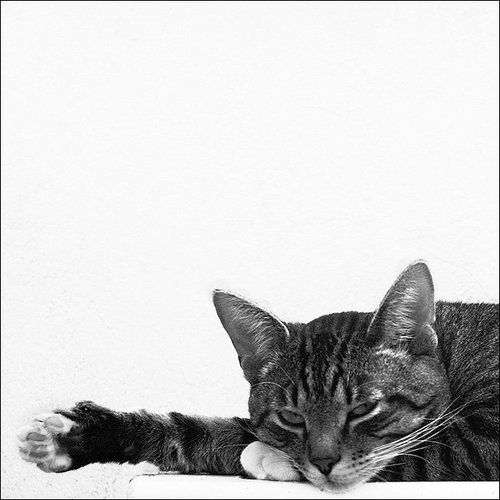 Cat in square.
