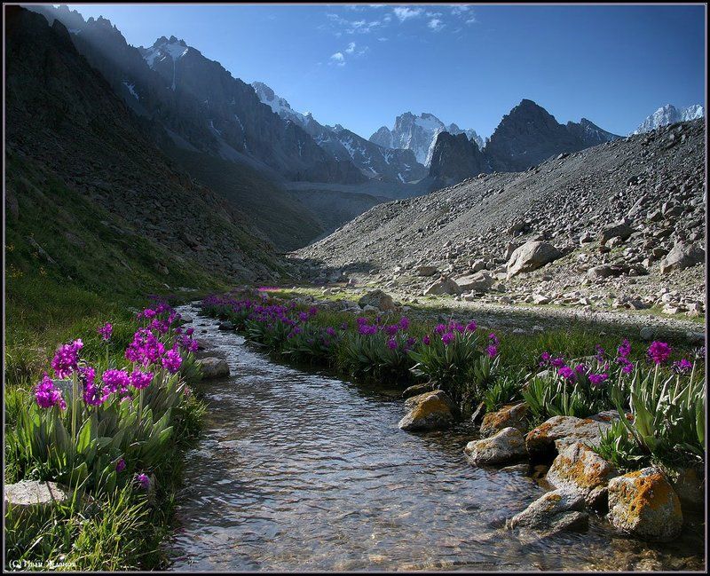 горы, тянь-шань, киргизия, весна, рассвет, примулы, пик корона, корона ДЛЯ  МИЛЫХ  ДАМphoto preview