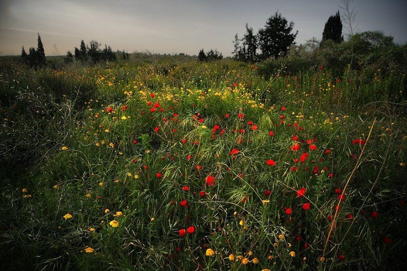 Кутерьма.photo preview