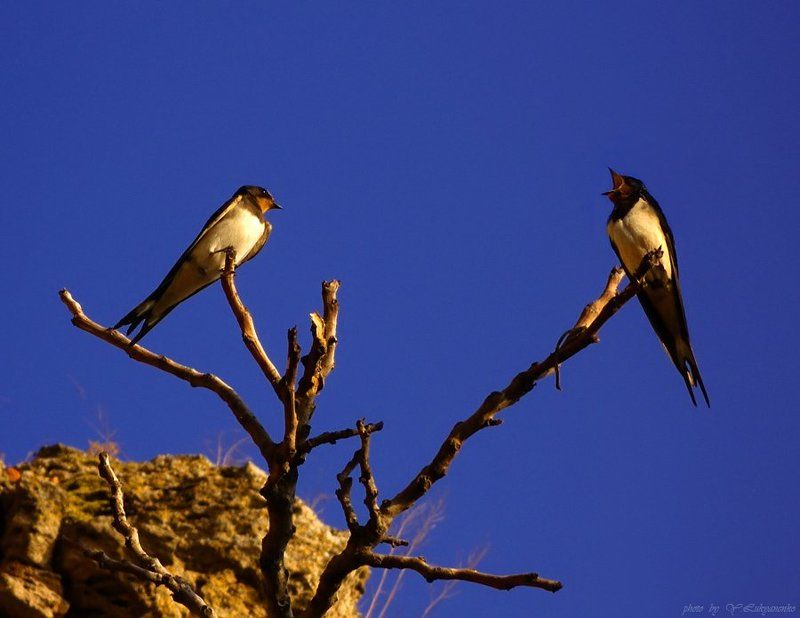 Серенада для любимойphoto preview
