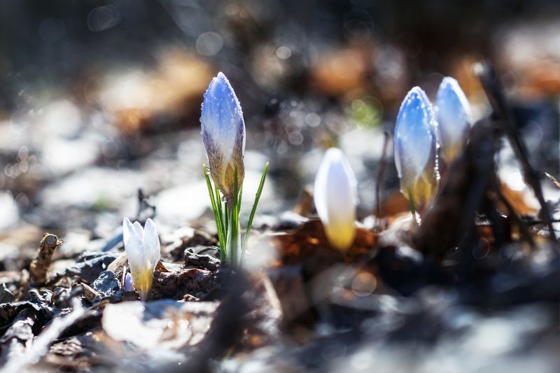 крокусы, весна, цветы, первоцвет, подснежник Крокусыphoto preview