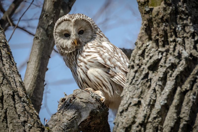 Неясытьphoto preview