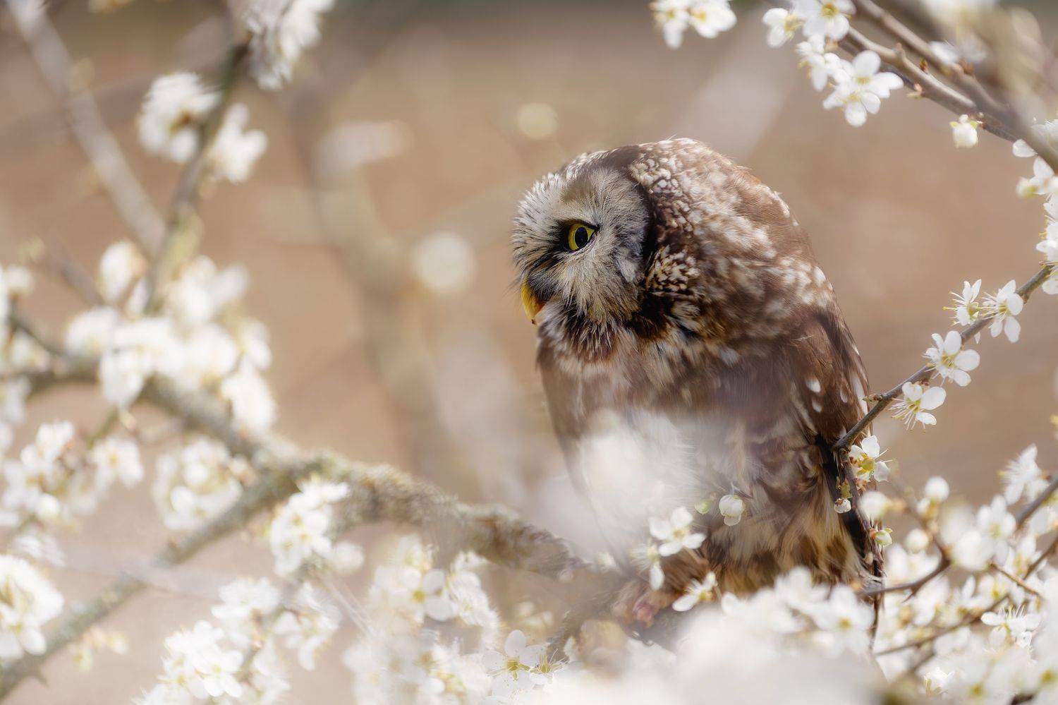Spring is here. Автор: Michaela Firešová owl, bird, animal, creech owl, spring, blossom, Michaela Firešová