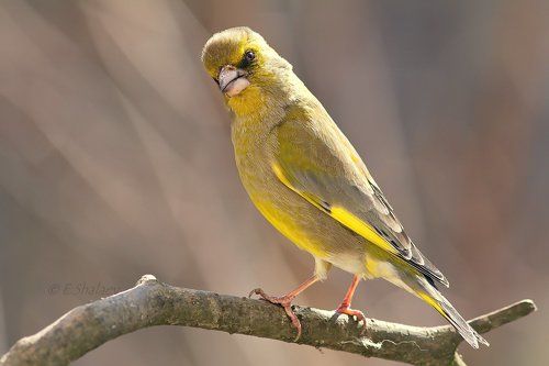 Обыкновенная зеленушка. European Greenfinch - Carduelis chloris