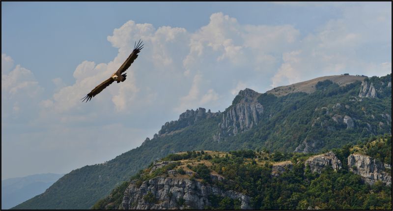 белоголовый сип, крым, photo preview