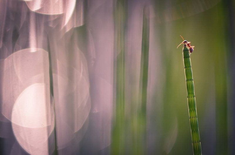 Где то там за туманами...photo preview