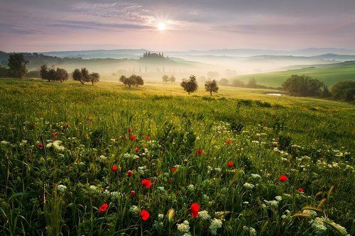 Poppies and Belvedere
