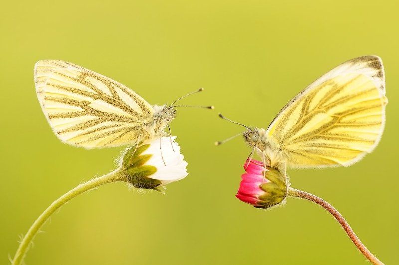 Сладкий приятно жизнь ...photo preview