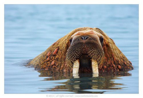 Водяной