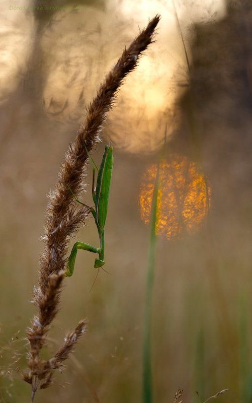 На закатеphoto preview