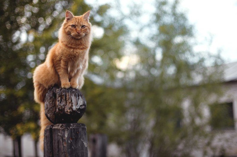 Летоphoto preview