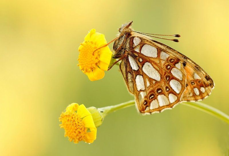 На солнце...photo preview