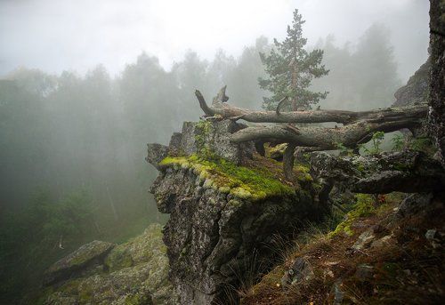 Лесной страж
