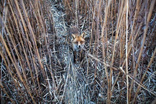 Встреча на тропе
