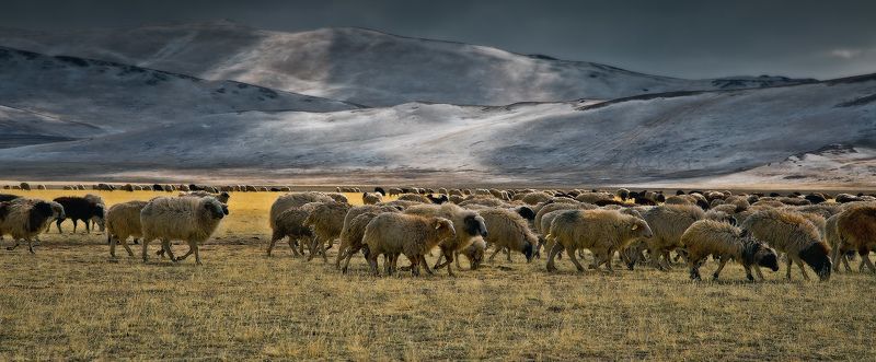 Central Asia region, Flock of sheep, Горы, Животные, Отара, Отроги, Пасмурно, Пастбище, Пейзаж, Природа, Степь отараphoto preview