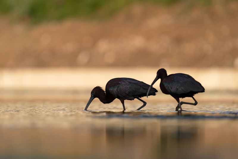 Plegadis falcinellusphoto preview