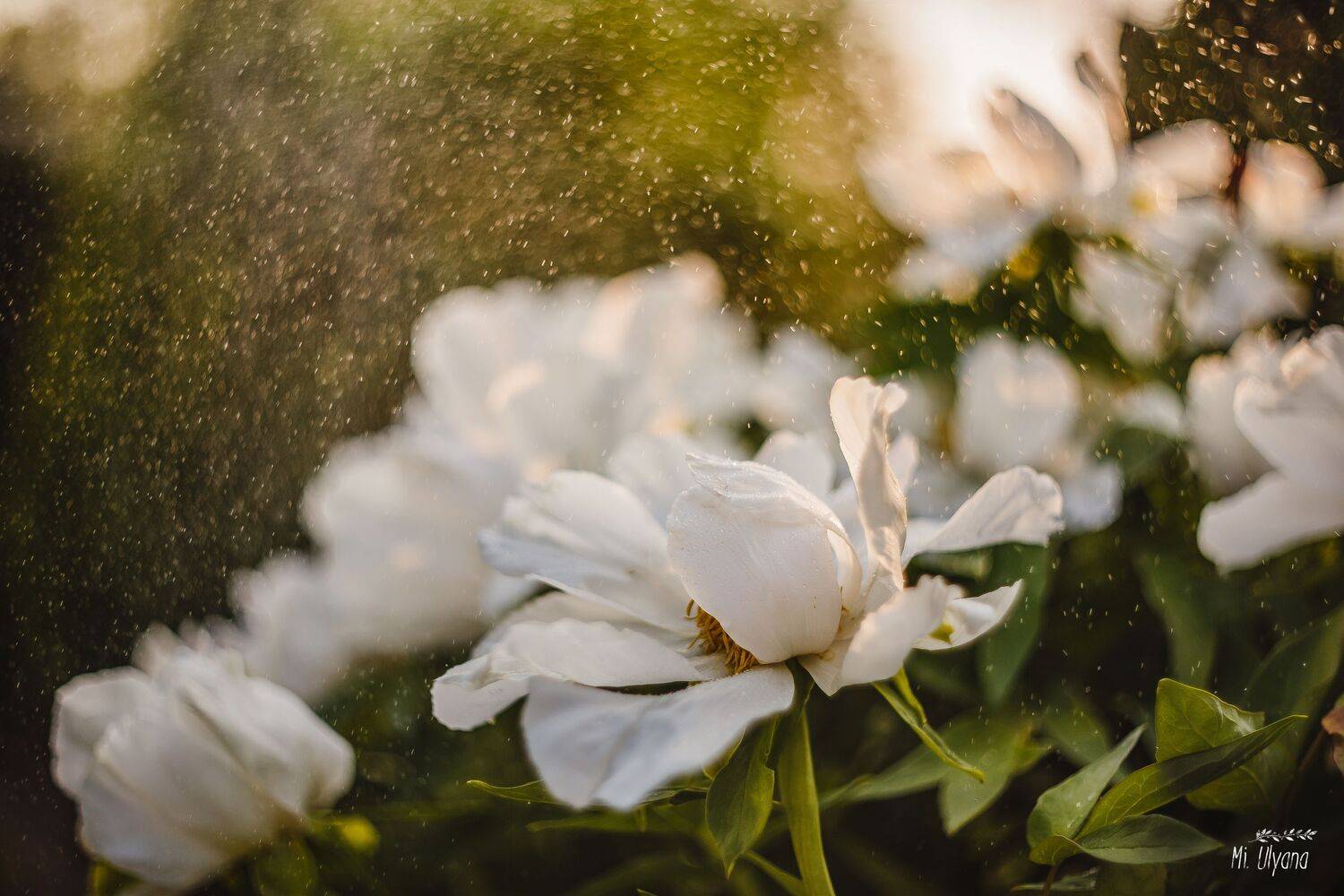 Мамины пионы. Автор: Ульяна Буканова (Мизинова) , Ульяна Буканова (Мизинова)