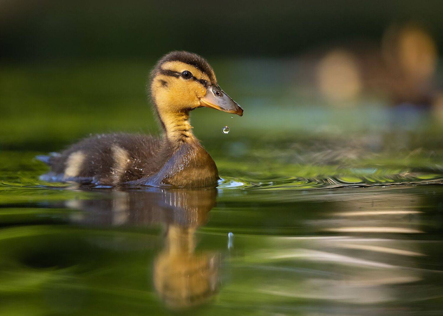 , Robert Adamec