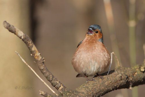 Common Chaffinch, Зяблик - 	Fringilla coelebs