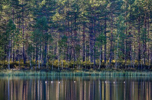 Карельский штрих-код