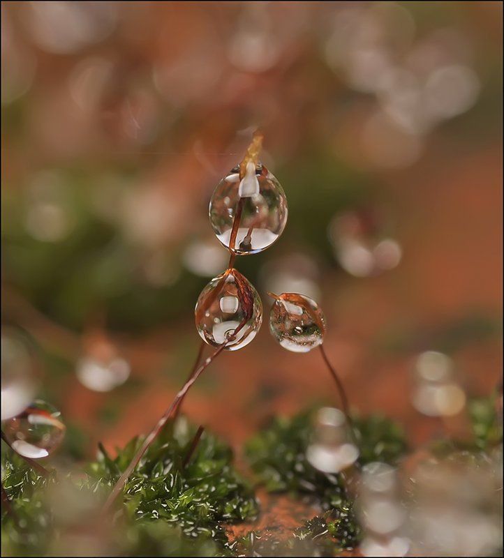 Мурчание осени...photo preview