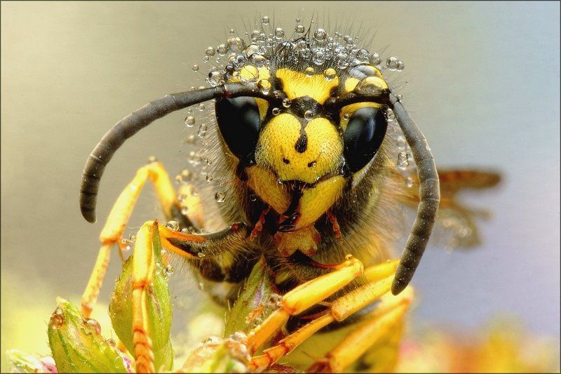 Оса и росаphoto preview