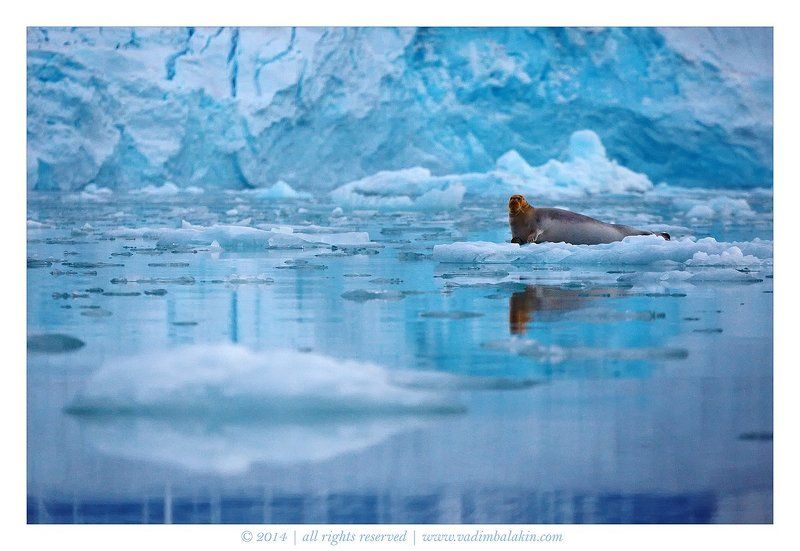 Норвегия, Шпицберген Ледниковый заяцphoto preview