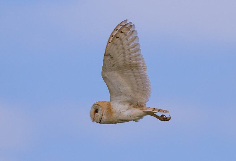 Сипуха обыкновеннаяphoto preview