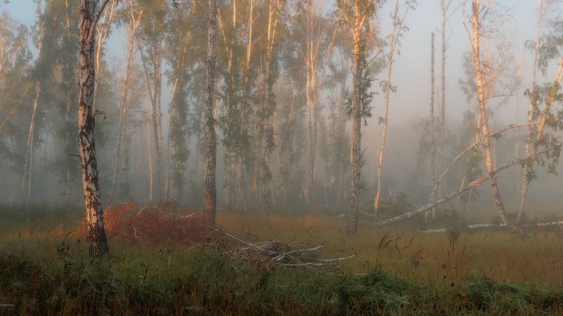 Лесной театрphoto preview