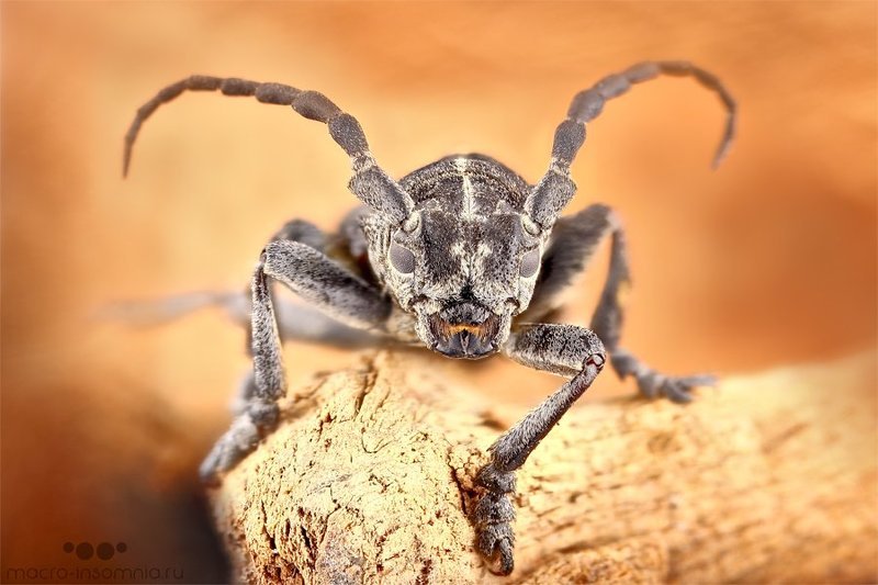 жук,усач, жук-усач, природа,макро,дерево,насекомые,стекинг Усачphoto preview