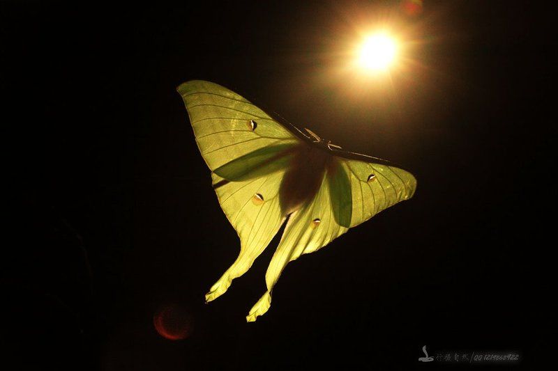 Большой зеленый хвост молиphoto preview