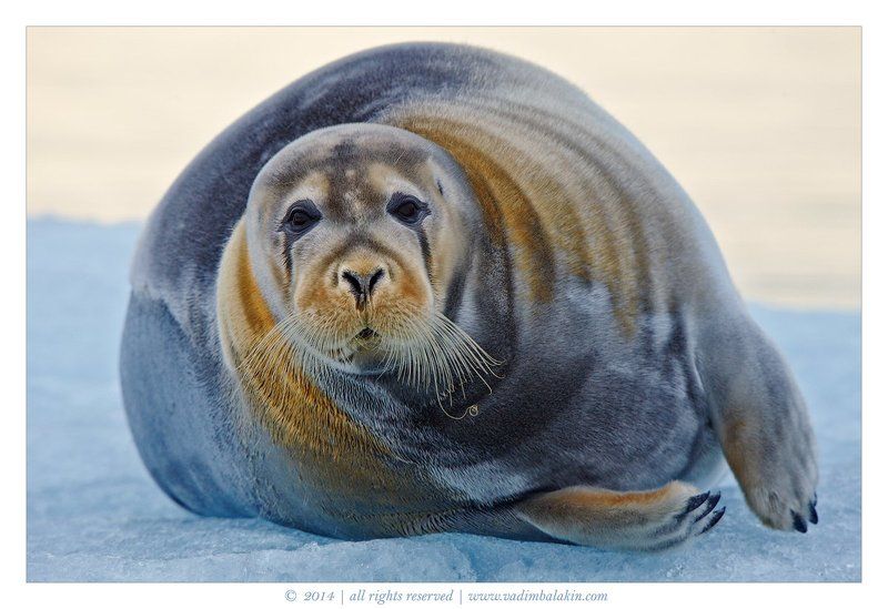 Арлекинphoto preview