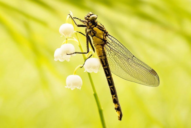 Splendor in the Grass ...photo preview