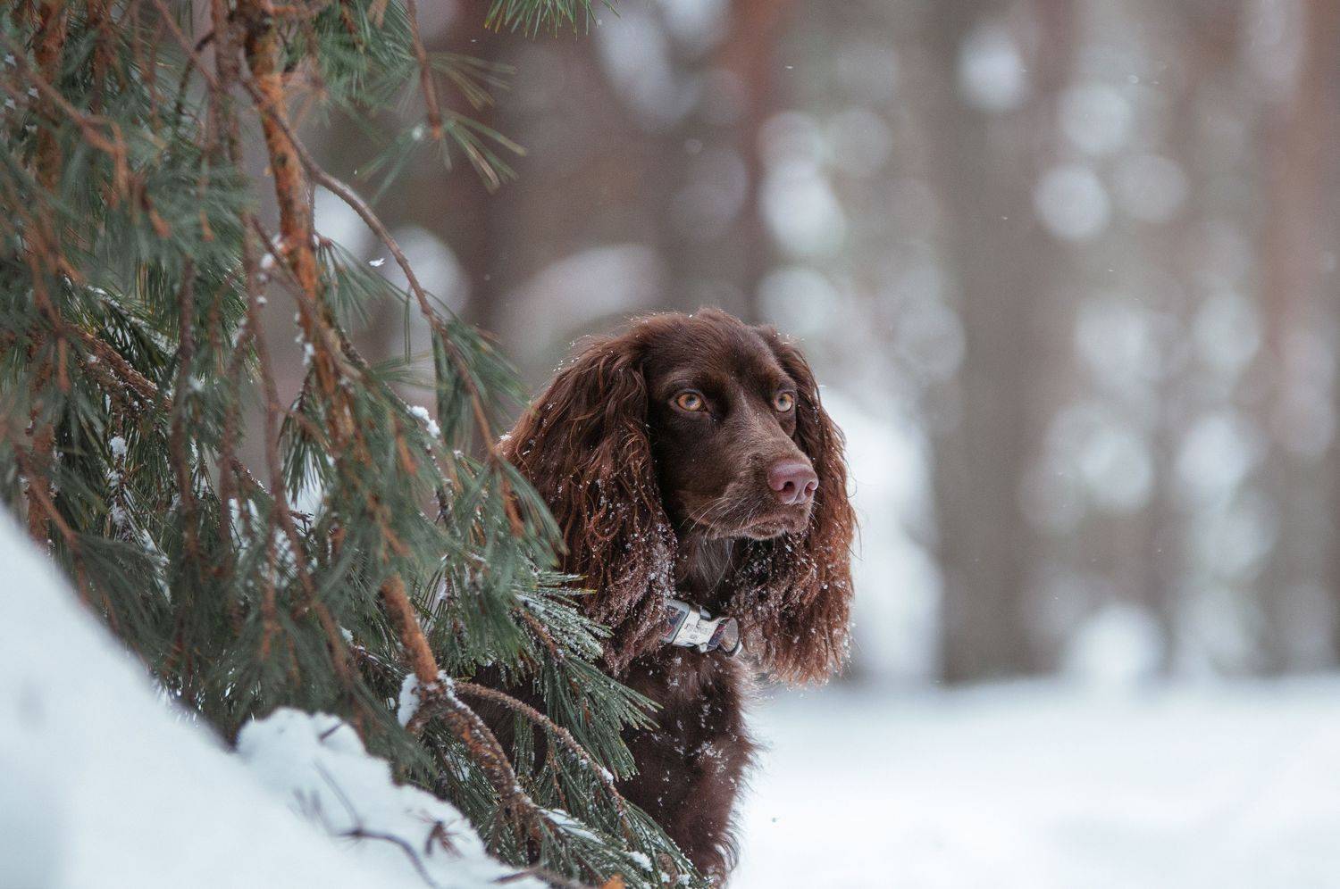 , Динара Зуйкова