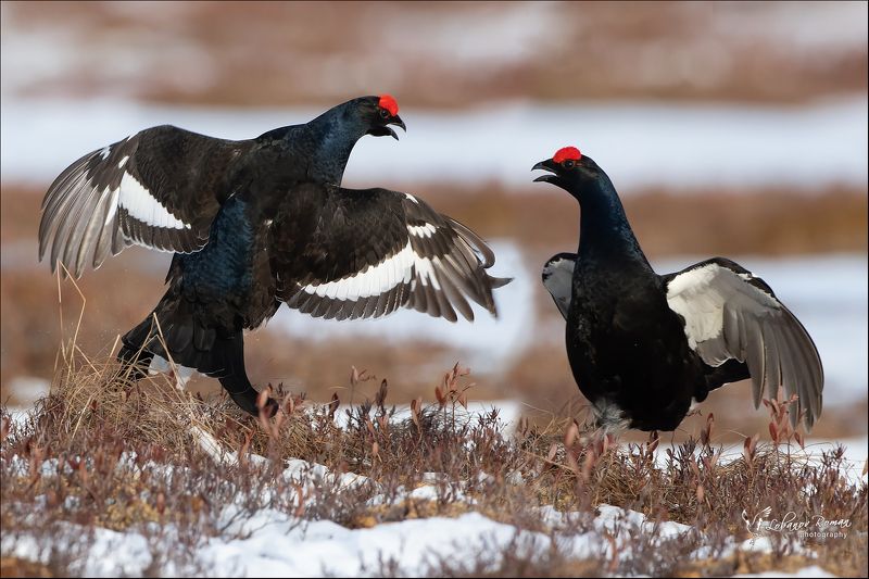 тетерев, национальный, парк * * *photo preview