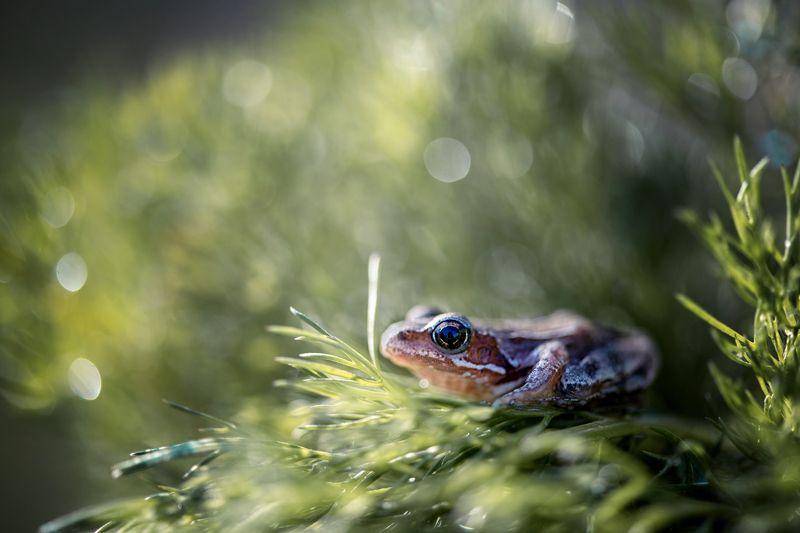 Царевнаphoto preview