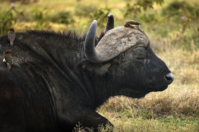 Almost lovephoto preview